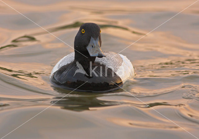 Greater Scaup (Aythya marila)