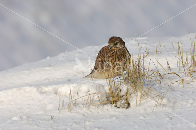 Common Kestrel (Falco tinnunculus)