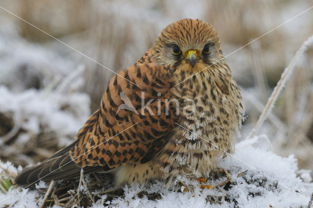Common Kestrel (Falco tinnunculus)