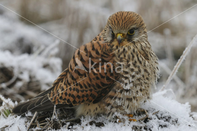 Common Kestrel (Falco tinnunculus)