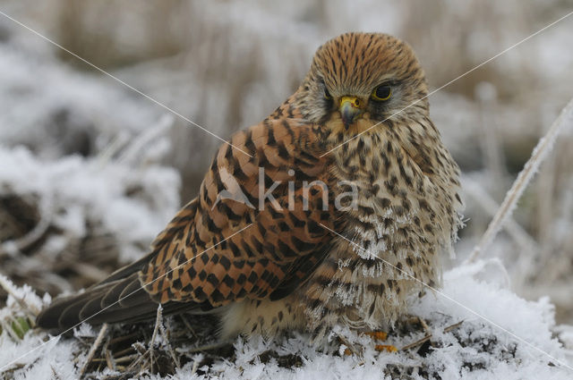 Torenvalk (Falco tinnunculus)