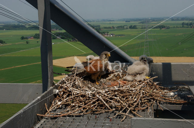 Common Kestrel (Falco tinnunculus)