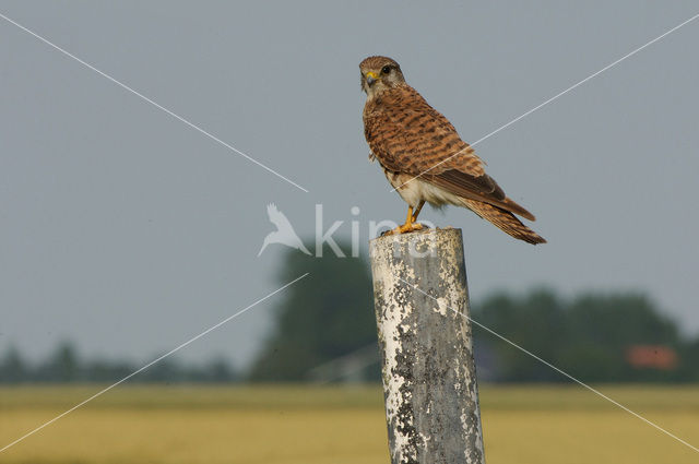 Torenvalk (Falco tinnunculus)