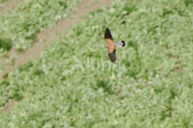 Torenvalk (Falco tinnunculus)