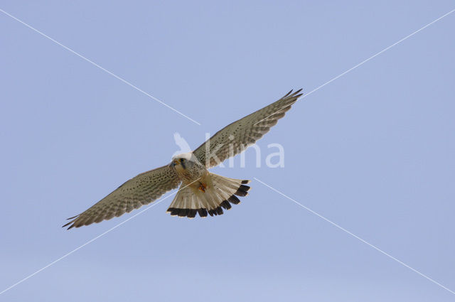 Common Kestrel (Falco tinnunculus)