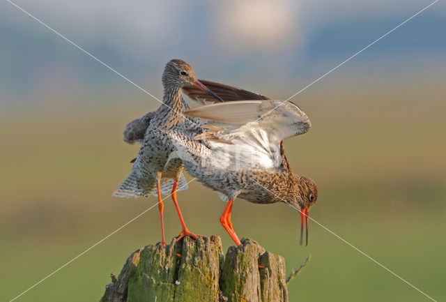 Common Redshank (Tringa totanus)