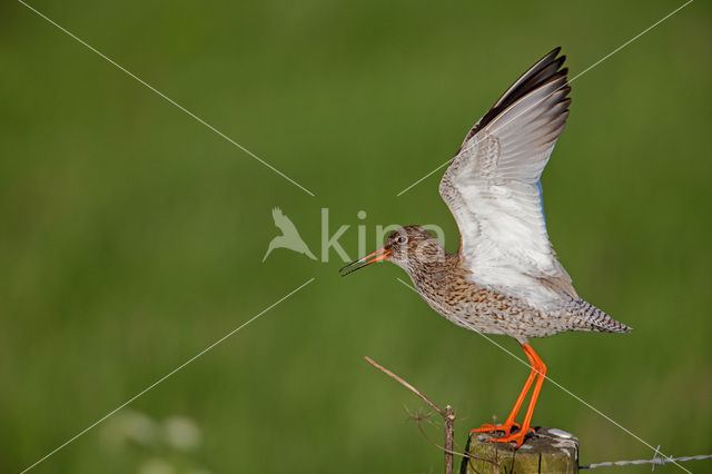 Common Redshank (Tringa totanus)