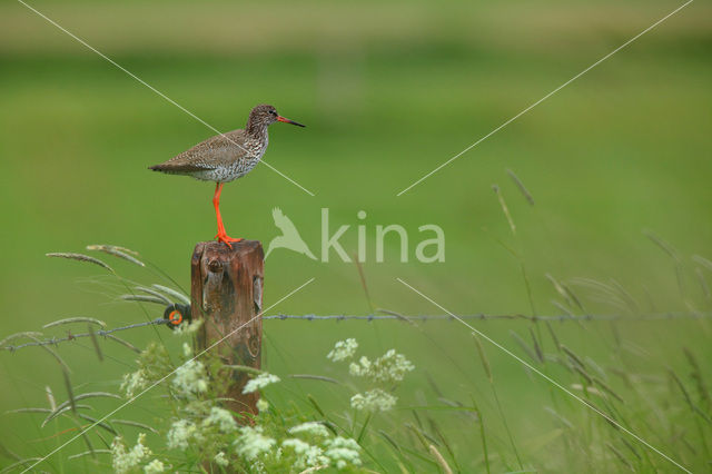 Tureluur (Tringa totanus)
