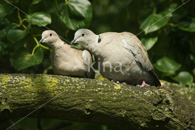 Collared Turtle Dove (Streptopelia decaocto)