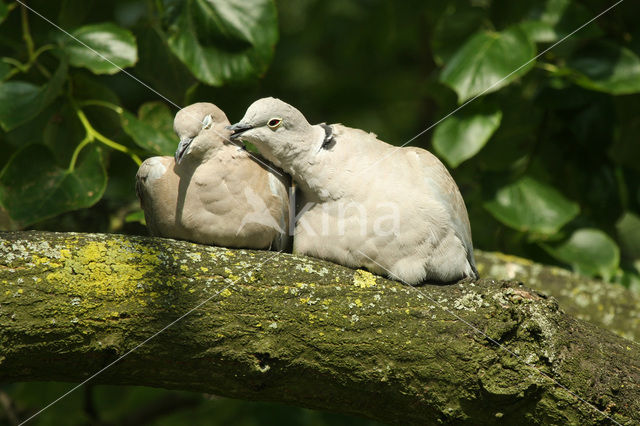 Collared Turtle Dove (Streptopelia decaocto)