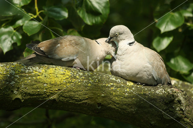 Collared Turtle Dove (Streptopelia decaocto)