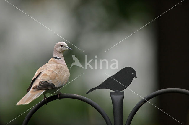 Turkse Tortel (Streptopelia decaocto)