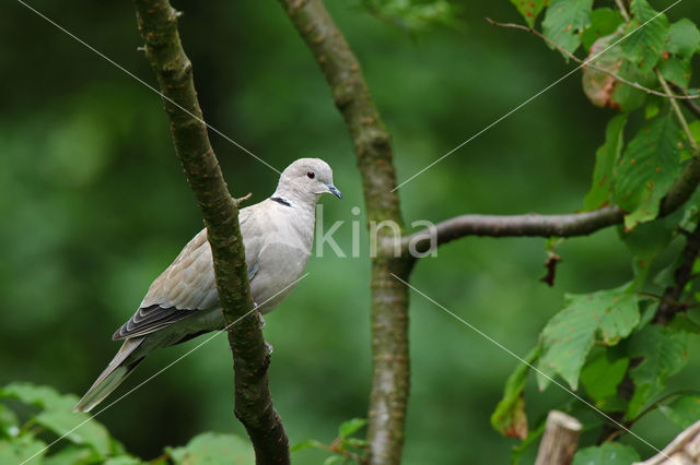 Collared Turtle Dove (Streptopelia decaocto)