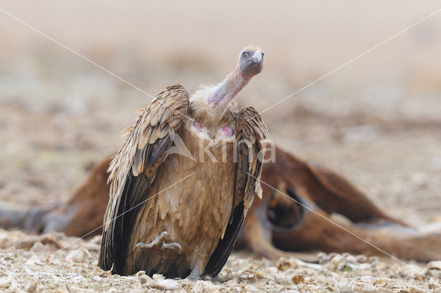Eurasian Griffon (Gyps fulvus)