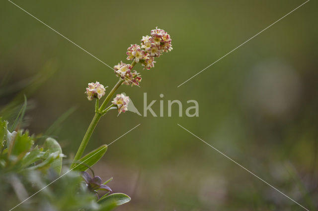 Valeriana Celtica