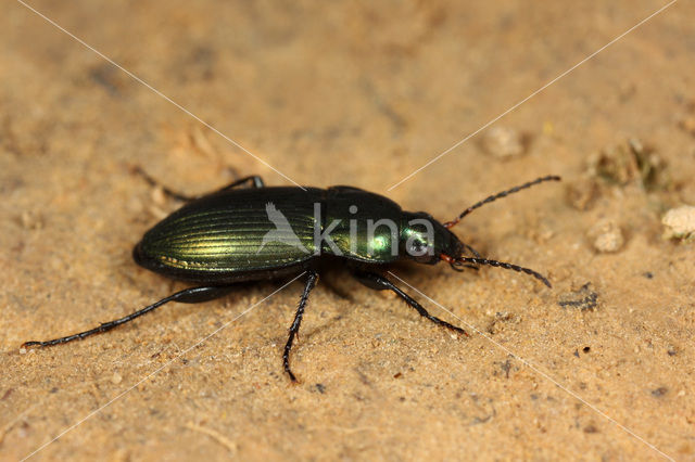 Veelkleurige Kielspriet (Poecilus versicolor)