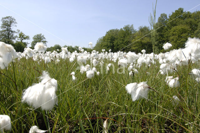 Veenpluis (Eriophorum angustifolium)