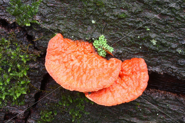 Cinnabar Bracket (Pycnoporus cinnabarinus)