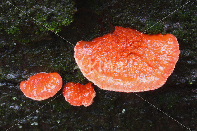 Vermiljoenhoutzwam (Pycnoporus cinnabarinus)