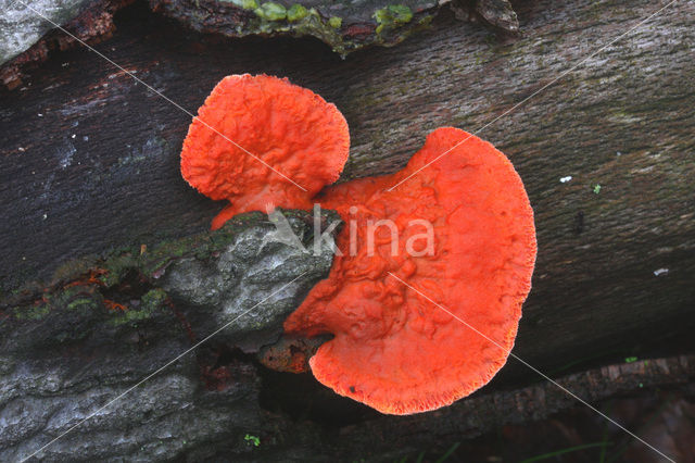 Cinnabar Bracket (Pycnoporus cinnabarinus)