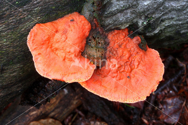 Cinnabar Bracket (Pycnoporus cinnabarinus)