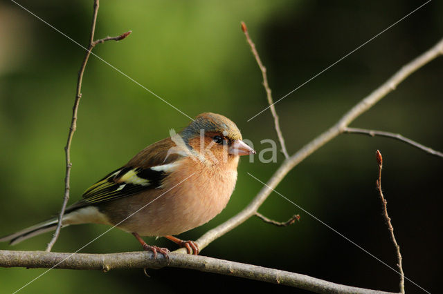 Vink (Fringilla coelebs)