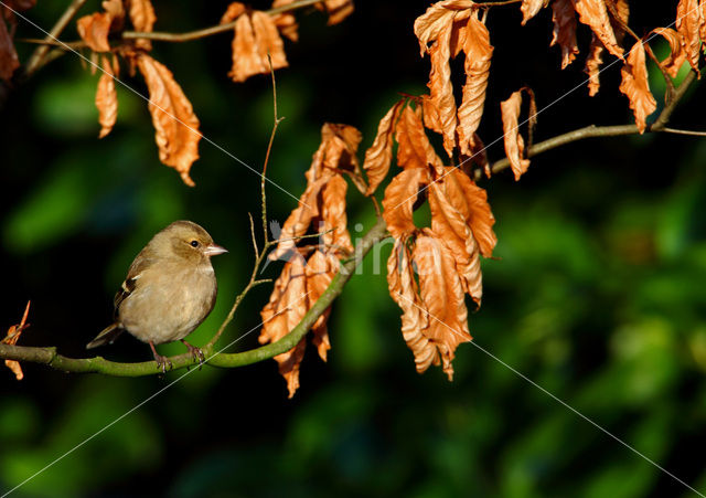 Vink (Fringilla coelebs)