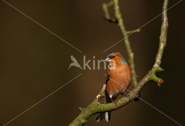 Vink (Fringilla coelebs)