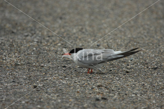 Common Tern (Sterna hirundo)