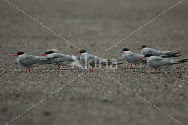 Common Tern (Sterna hirundo)