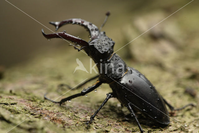 Stag Beetle (Lucanus cervus)