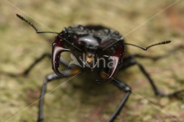 Stag Beetle (Lucanus cervus)