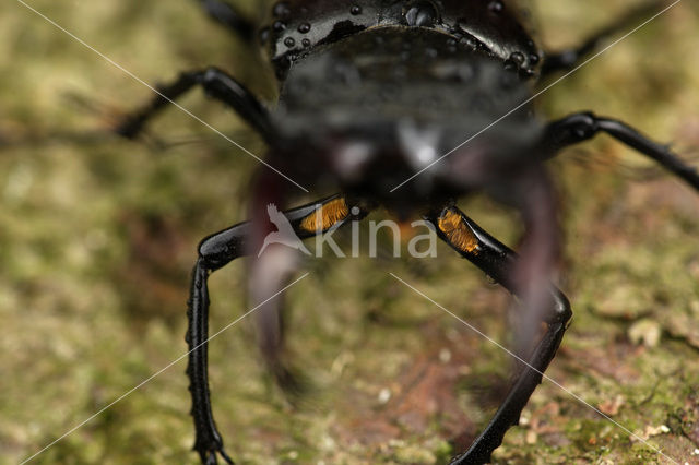 Stag Beetle (Lucanus cervus)