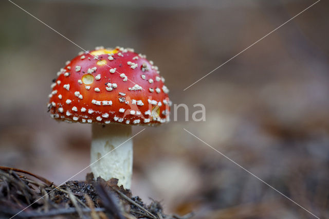 Vliegenzwam (Amanita muscaria)