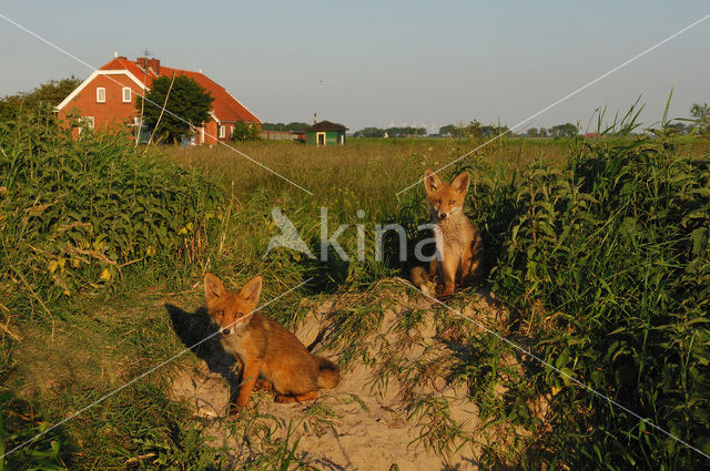 Fox (Vulpes vulpes)