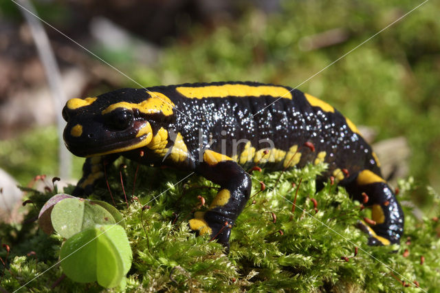 Vuursalamander (Salamandra salamandra)