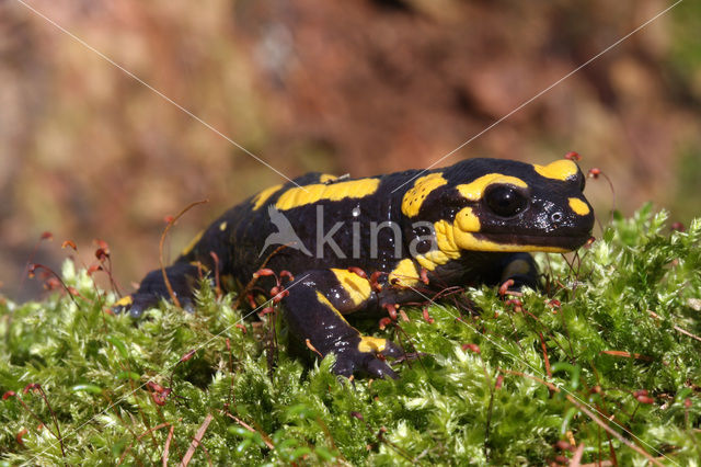 Vuursalamander (Salamandra salamandra)