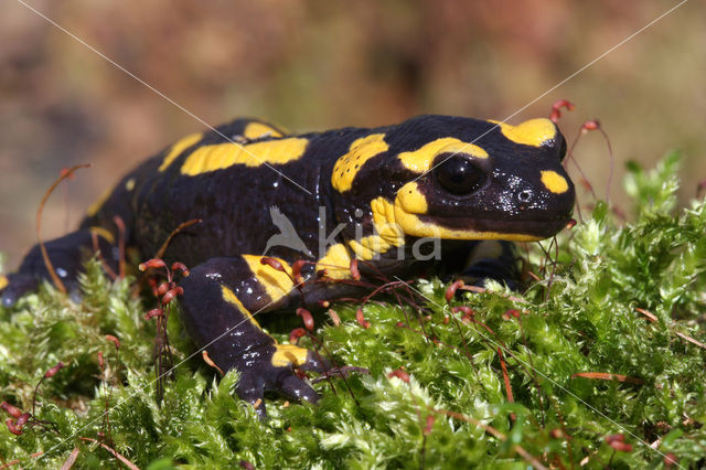 Vuursalamander (Salamandra salamandra)