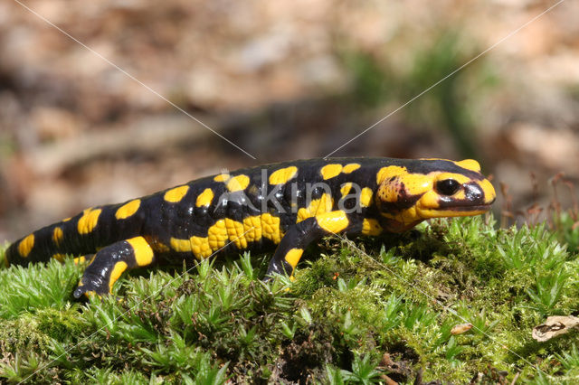 Vuursalamander (Salamandra salamandra)