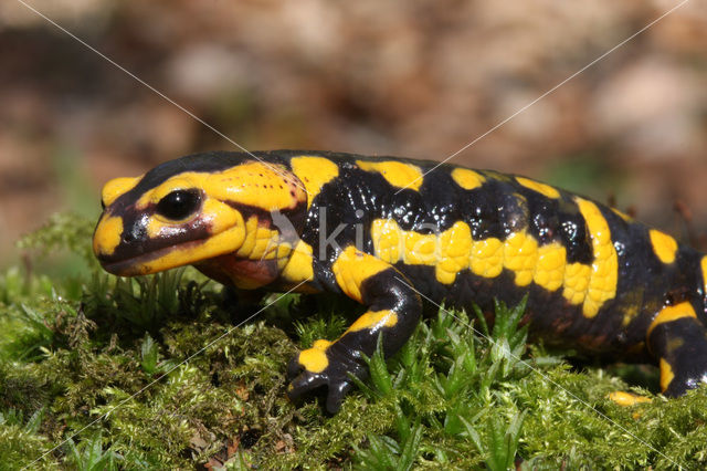 Vuursalamander (Salamandra salamandra)