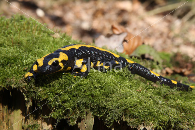 Vuursalamander (Salamandra salamandra)