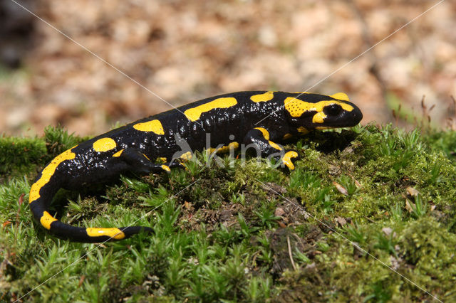 Fire Salamander (Salamandra salamandra)