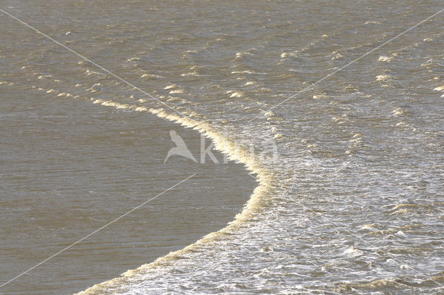 Waddenzee