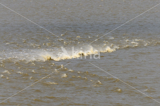 Waddensea