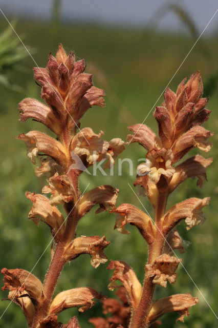 Walstrobremraap (Orobanche caryophyllacea)