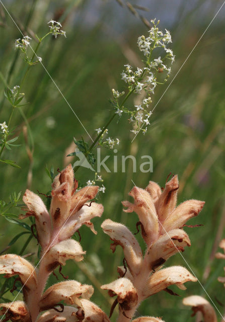 Bedstraw Broomrape (Orobanche caryophyllacea)