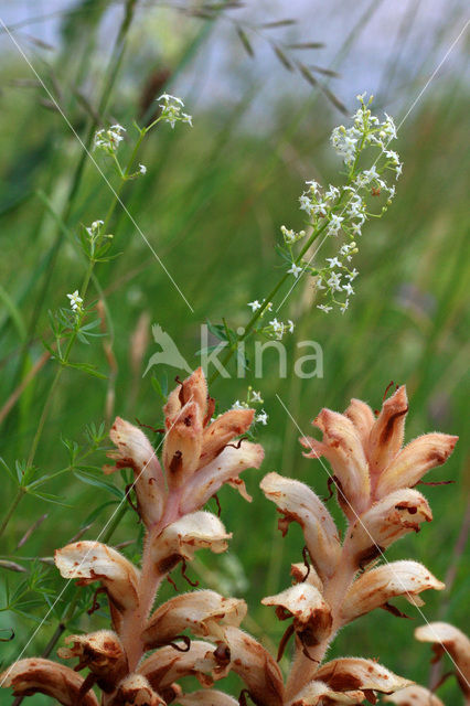 Bedstraw Broomrape (Orobanche caryophyllacea)