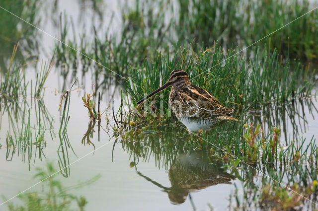 Common Snipe (Gallinago gallinago)