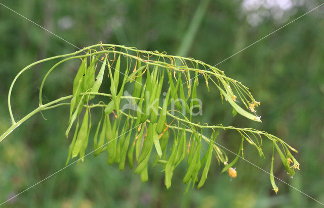 Woad (Isatis tinctoria)