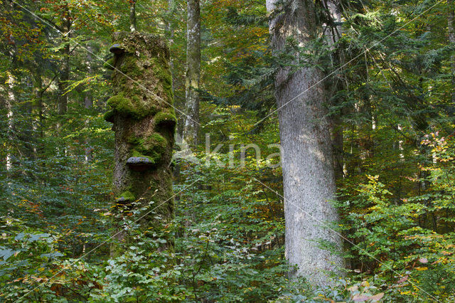 Wildnisgebiet Dürrenstein